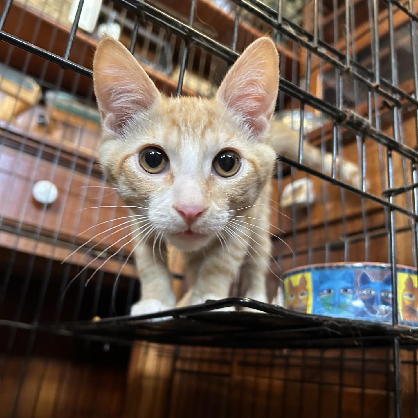 Rusty, a Adoptable Domestic Short Hair in Springdale, AR image 4/4