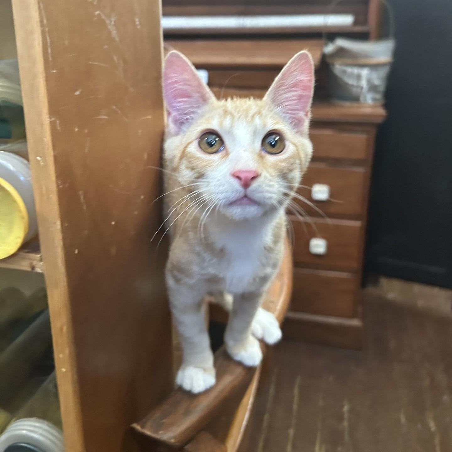 Rusty, a Adoptable Domestic Short Hair in Springdale, AR image 2/4