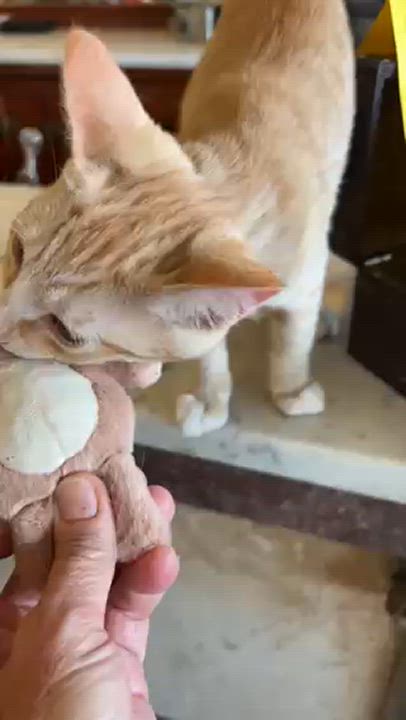 Enlarge Rusty, a Adoptable Domestic Short Hair in Springdale, AR video 3/4