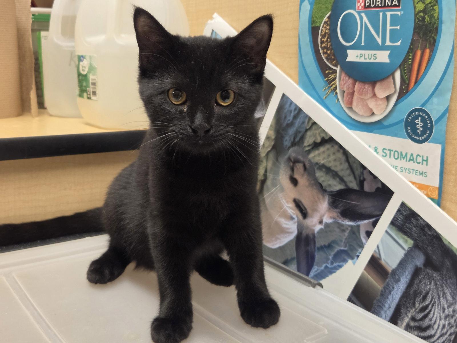 Enlarge Grumpy, a Adoptable Domestic Short Hair in hinckley, IL image 1/3