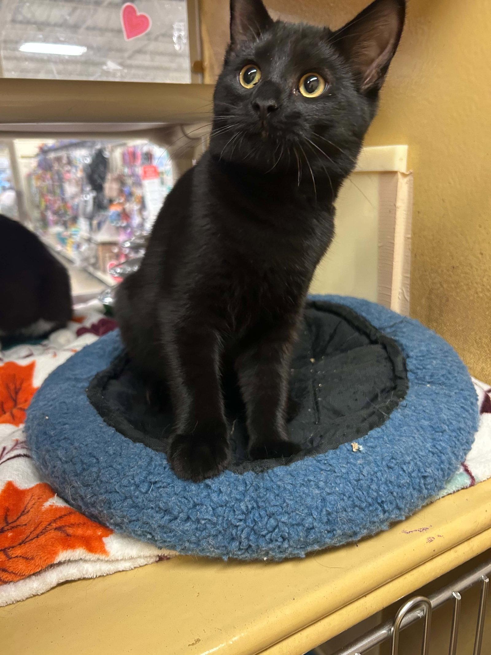 Enlarge Grumpy, a Adoptable Domestic Short Hair in hinckley, IL image 2/3