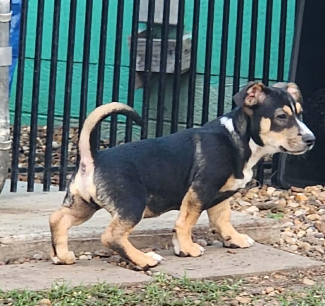 Enlarge Gobstopper , an adopted mixed breed in Bellingham, WA image 4/6