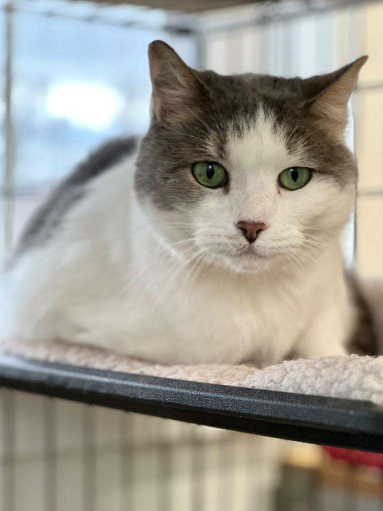 Enlarge Amelia, a Adoptable mixed breed in Cumberland, ME image 2/6