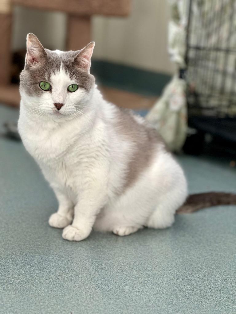 Enlarge Amelia, a Adoptable mixed breed in Cumberland, ME image 3/6