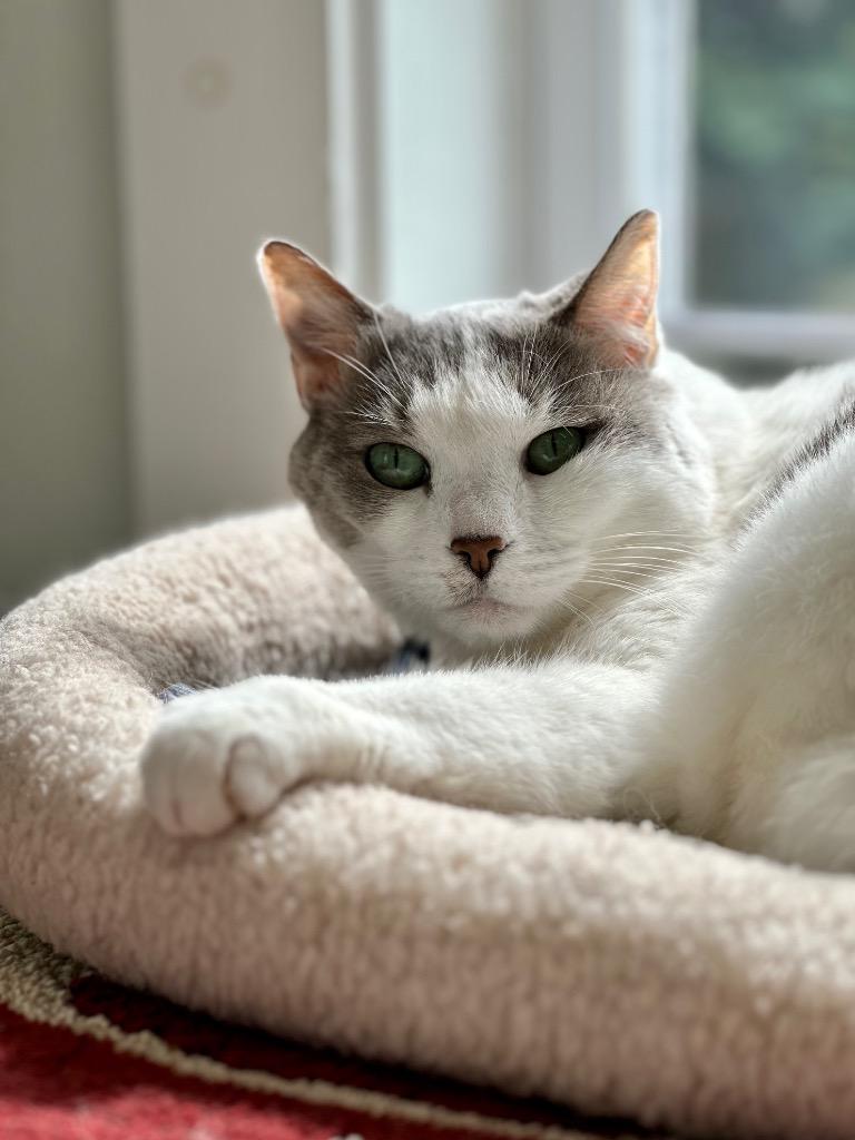 Enlarge Amelia, a Adoptable mixed breed in Cumberland, ME image 4/6