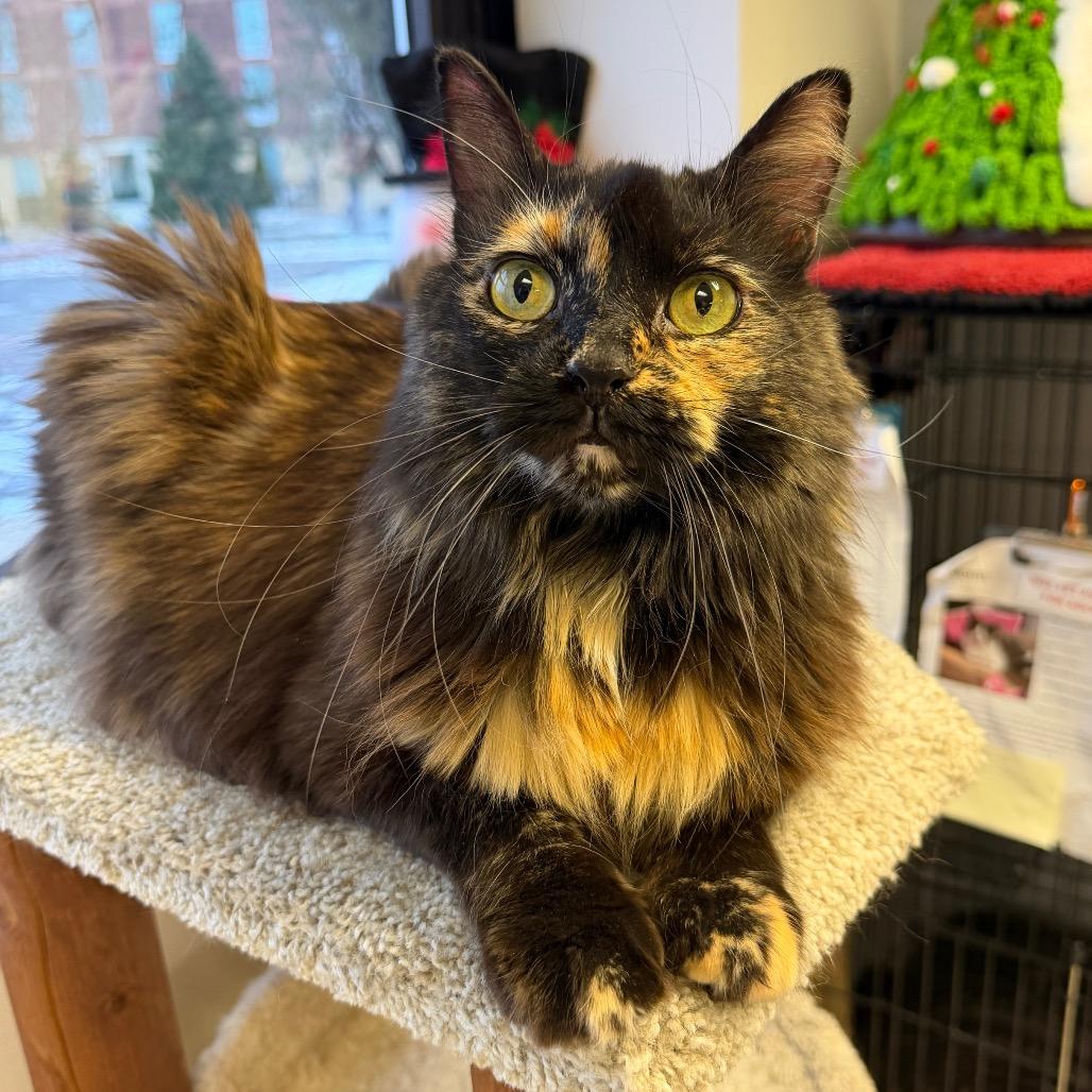 Sophie, Adoptable, Adult Female Domestic Short Hair.