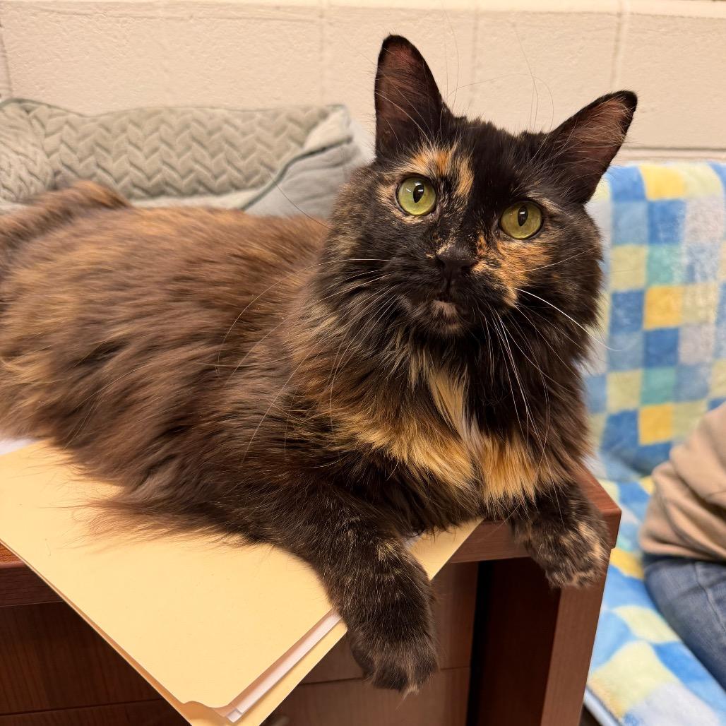 Enlarge Sophie, a Adoptable Domestic Short Hair in Middleburg Heights , OH image 2/5