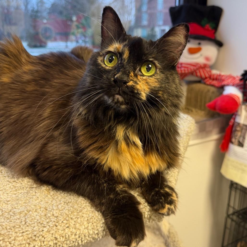 Enlarge Sophie, a Adoptable Domestic Short Hair in Middleburg Heights , OH image 3/5