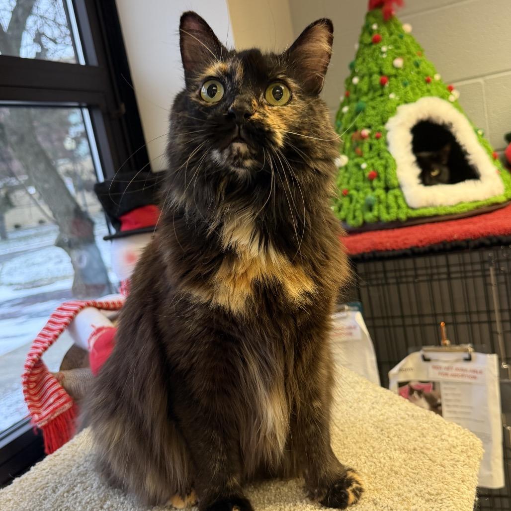 Enlarge Sophie, a Adoptable Domestic Short Hair in Middleburg Heights , OH image 4/5