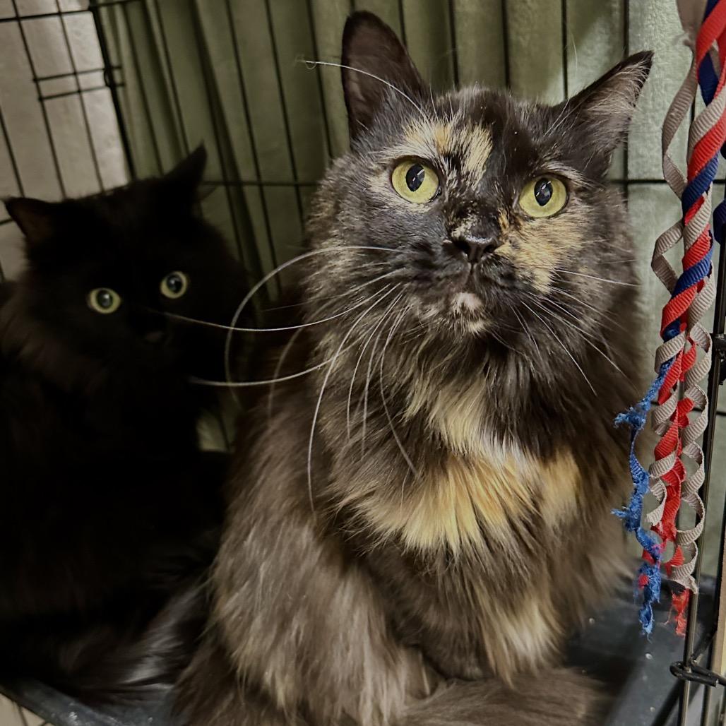 Enlarge Sophie, a Adoptable Domestic Short Hair in Middleburg Heights , OH image 5/5