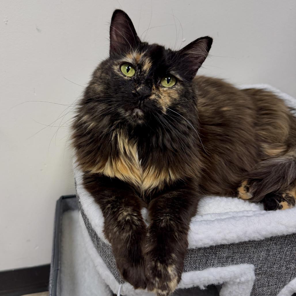 Enlarge Sophie, a Adoptable Domestic Short Hair in Middleburg Heights , OH image 6/6