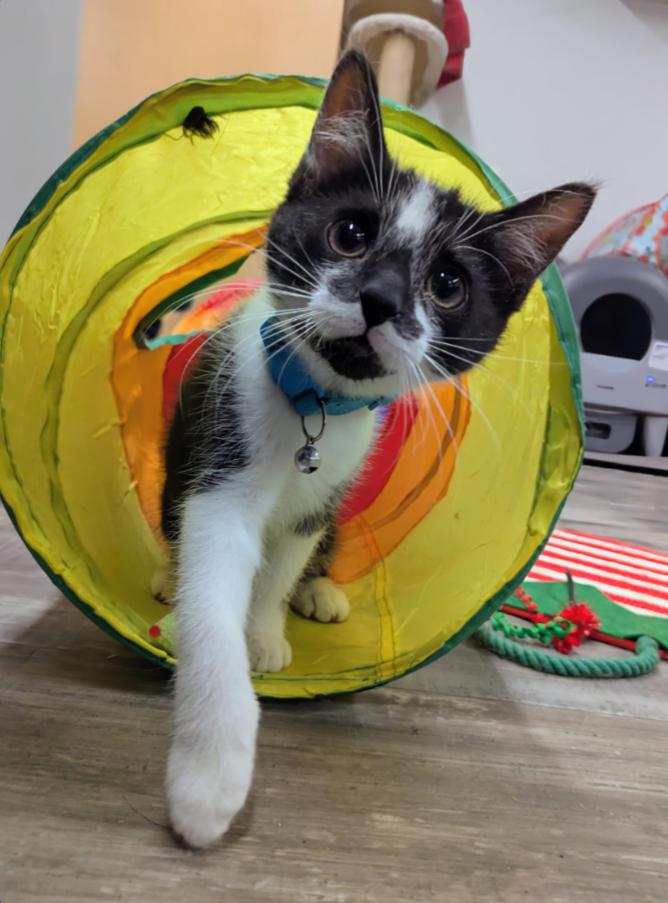 SPICY, an adopted Tuxedo in Carroll, OH image 1/2