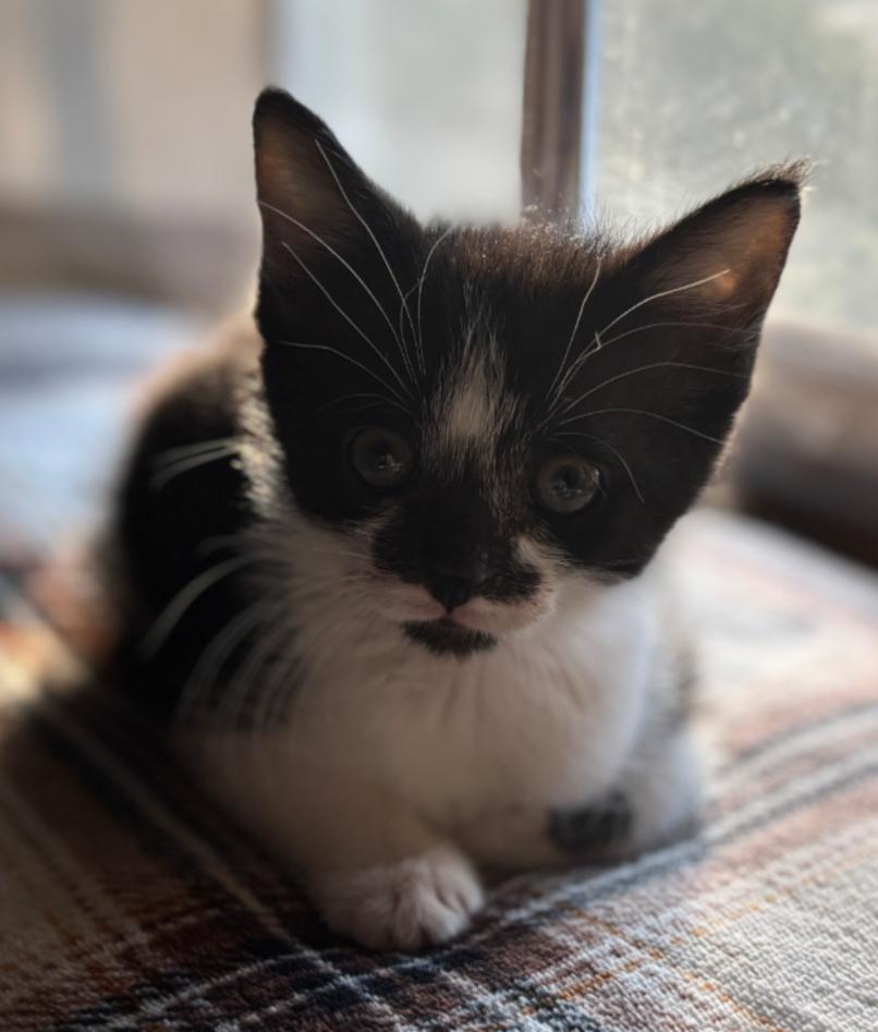 SPICY, Adoptable, Kitten Female Tuxedo.