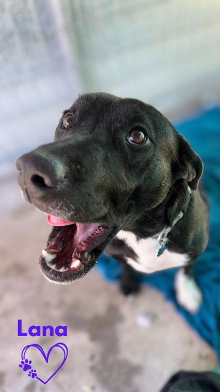 Lana, Adoptable, Young Female Labrador Retriever & Pit Bull Terrier.