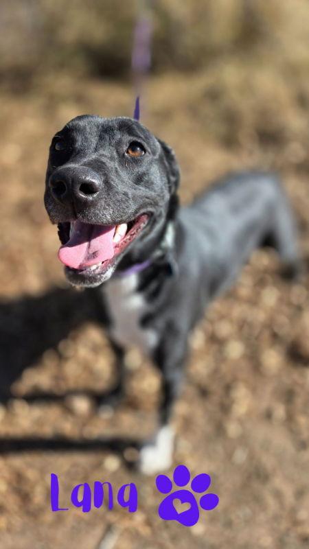 Lana, a Adoptable mixed breed in Monte Vista, CO image 2/3