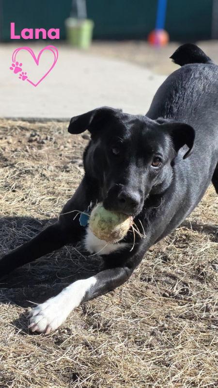 Enlarge Lana, a Adoptable mixed breed in Monte Vista, CO image 2/3