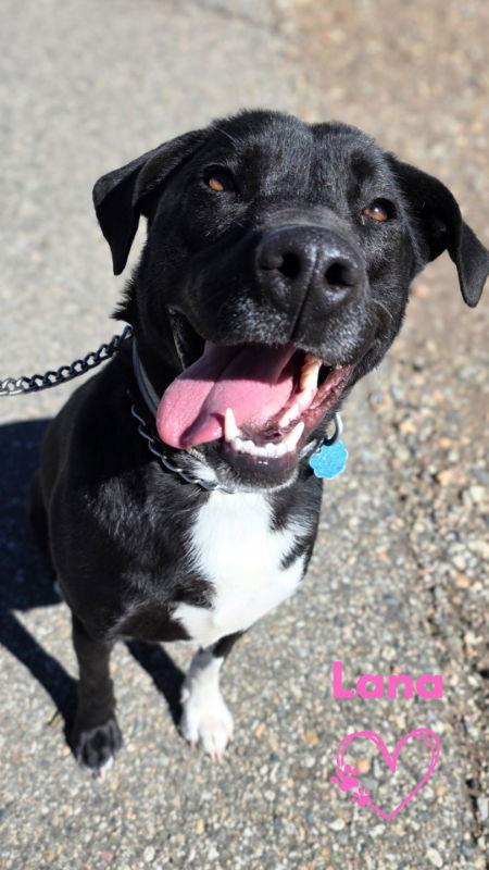 Enlarge Lana, a Adopted mixed breed in Monte Vista, CO image 3/3