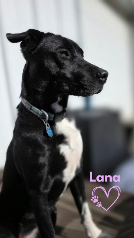 Lana, a Adoptable mixed breed in Monte Vista, CO image 3/3