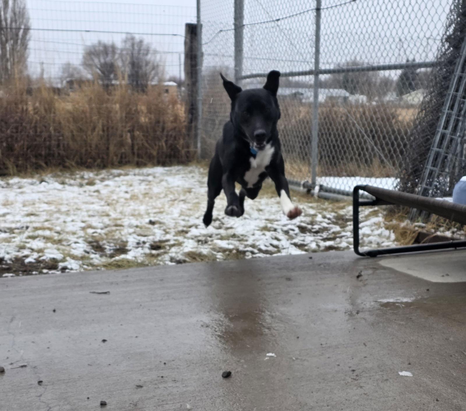 Lana, a Adoptable mixed breed in Monte Vista, CO image 3/3