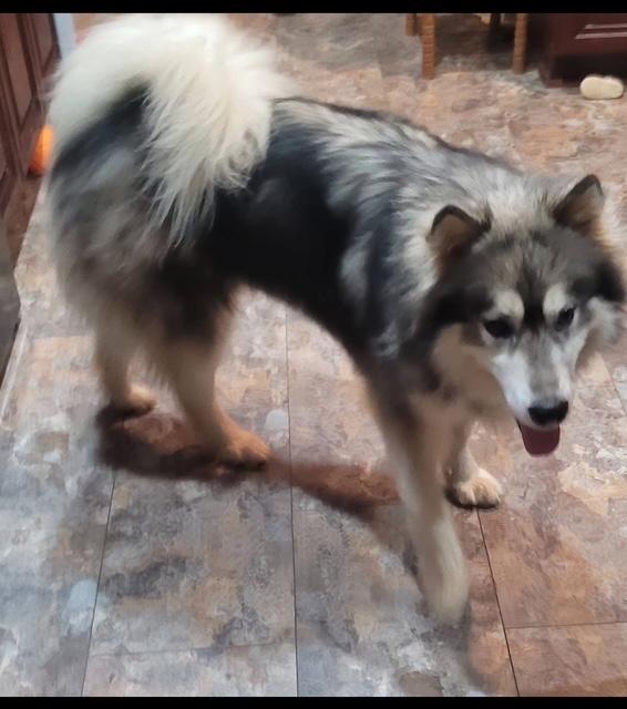 Enlarge Aspen (Great Husky Boy), a ADOPTABLE Husky in Newfoundland, PA image 1/5