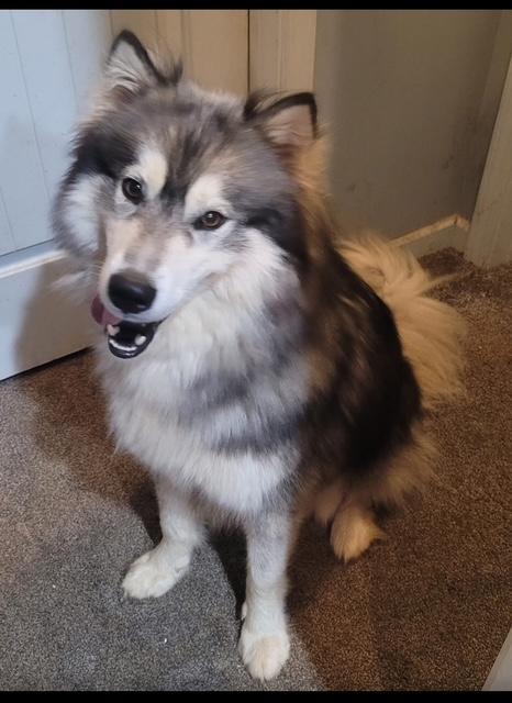 Enlarge Aspen (Great Husky Boy), a ADOPTABLE Husky in Newfoundland, PA image 2/5