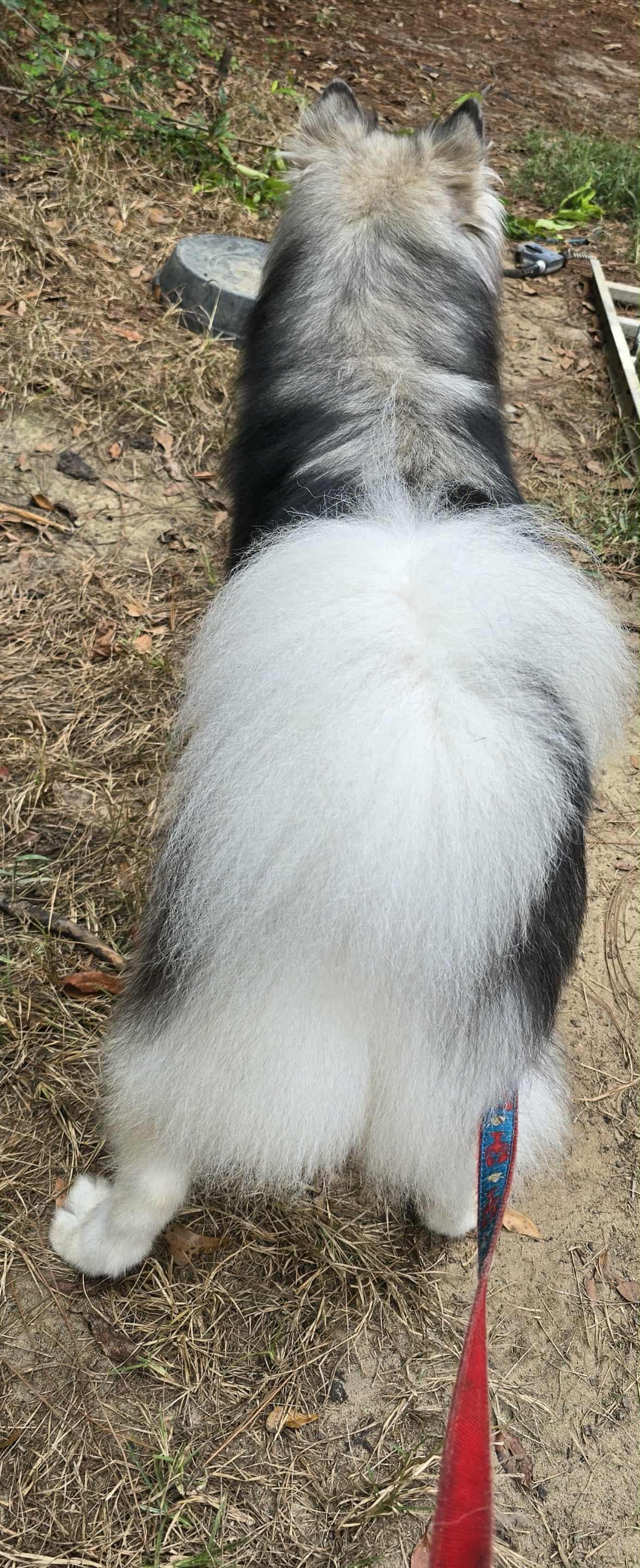 Enlarge Aspen (Great Husky Boy), a ADOPTABLE Husky in Newfoundland, PA image 4/5