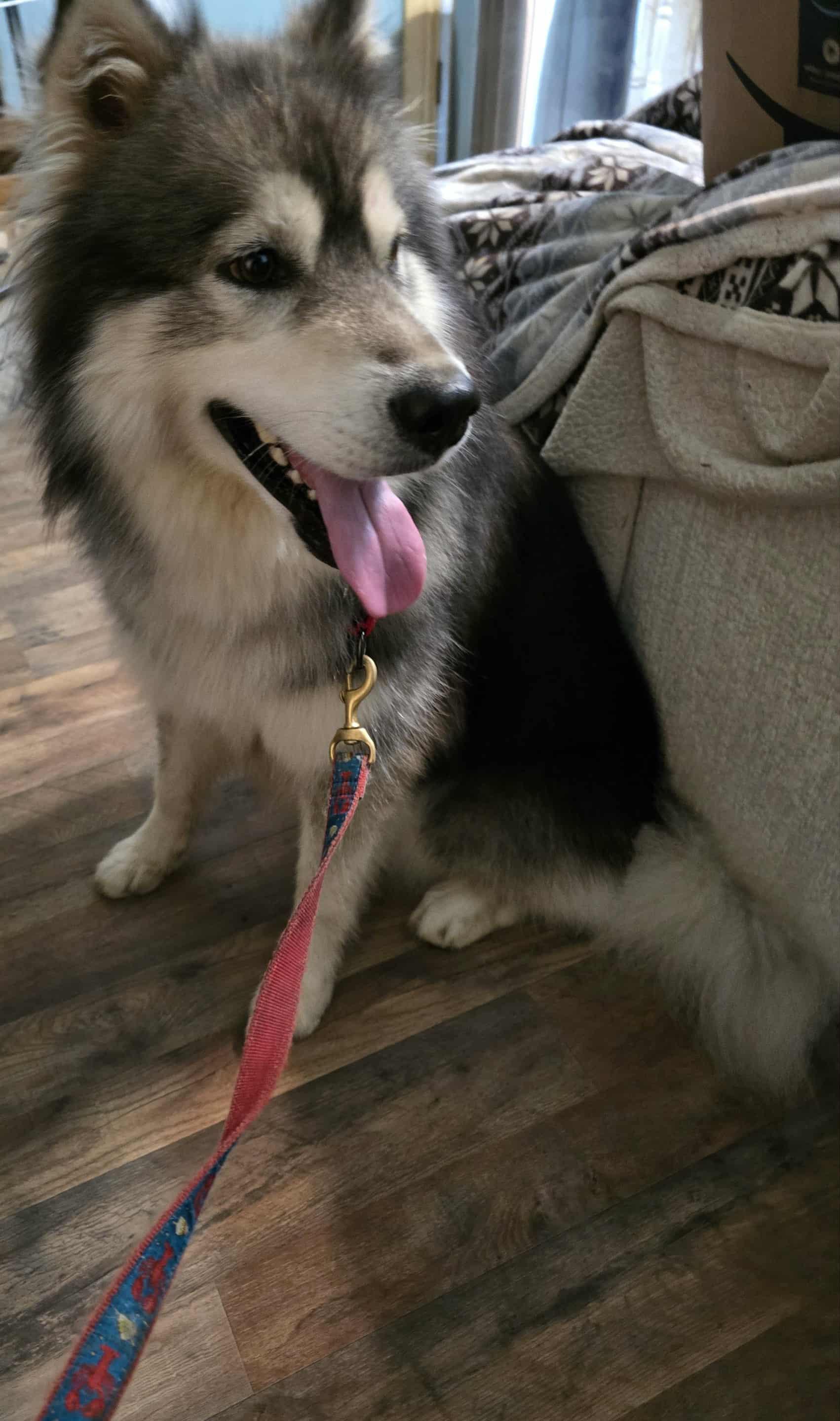 Enlarge Aspen (Great Husky Boy), a ADOPTABLE Husky in Newfoundland, PA image 5/5