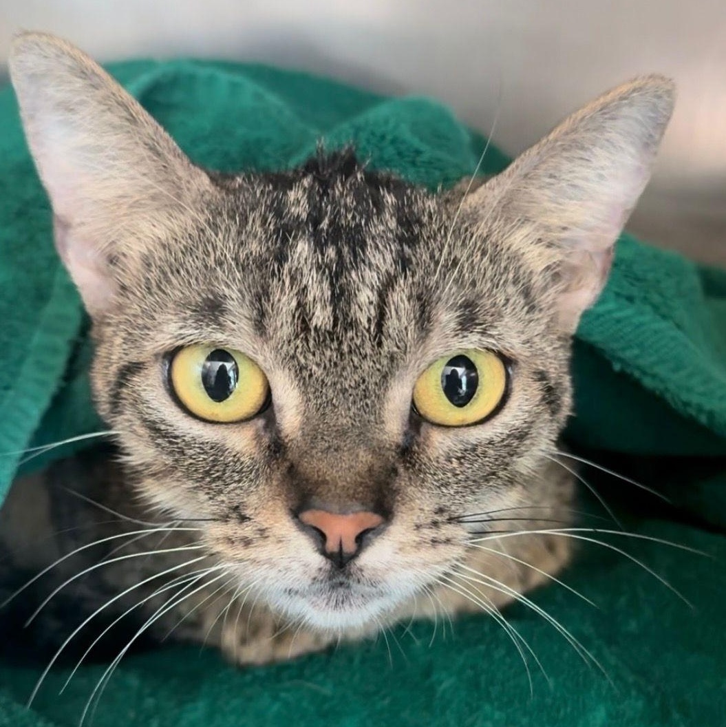 Maya (YB), Adoptable, Young Female Tabby.