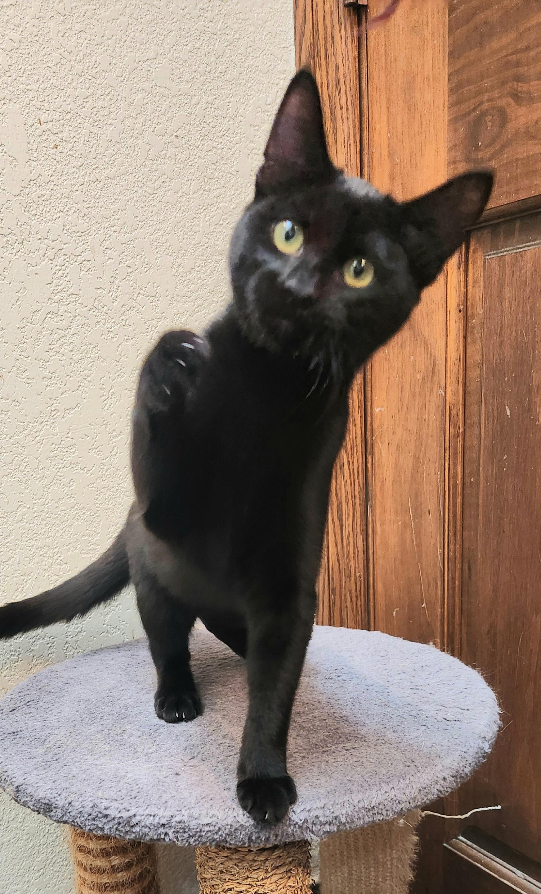 Velvet, a Adoptable Domestic Short Hair in Oklahoma City, OK image 2/4