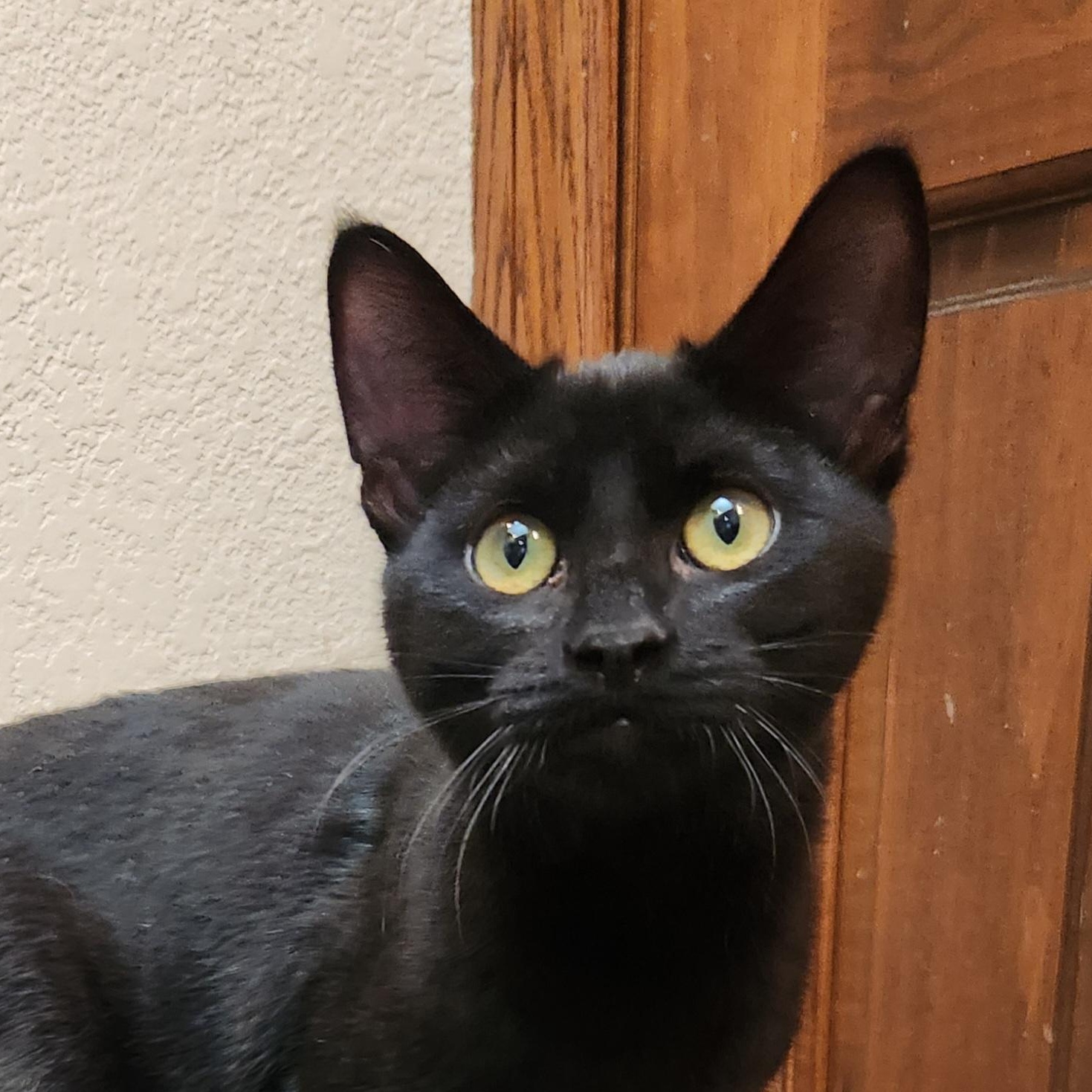 Velvet, Adoptable, Young Female Domestic Short Hair.