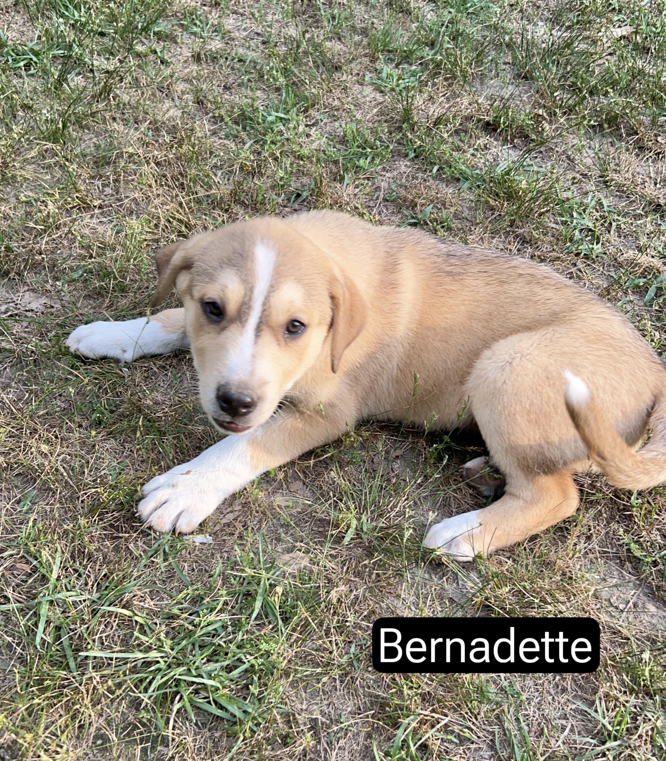 Bernadette, adopted, Puppy Female Great Pyrenees.