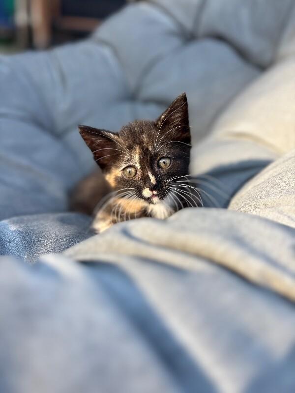 Saturn, Adoptable, Young Female Domestic Short Hair.