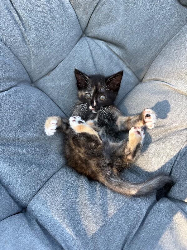 Enlarge Saturn, a Adoptable Domestic Short Hair in Cincinnati, OH image 2/6