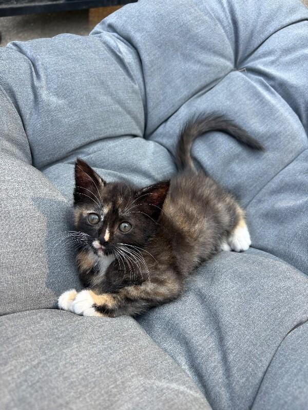 Enlarge Saturn, a Adoptable Domestic Short Hair in Cincinnati, OH image 3/6