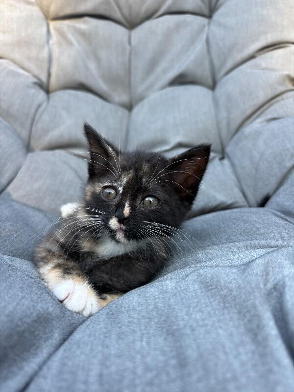 Enlarge Saturn, a Adoptable Domestic Short Hair in Cincinnati, OH image 5/6