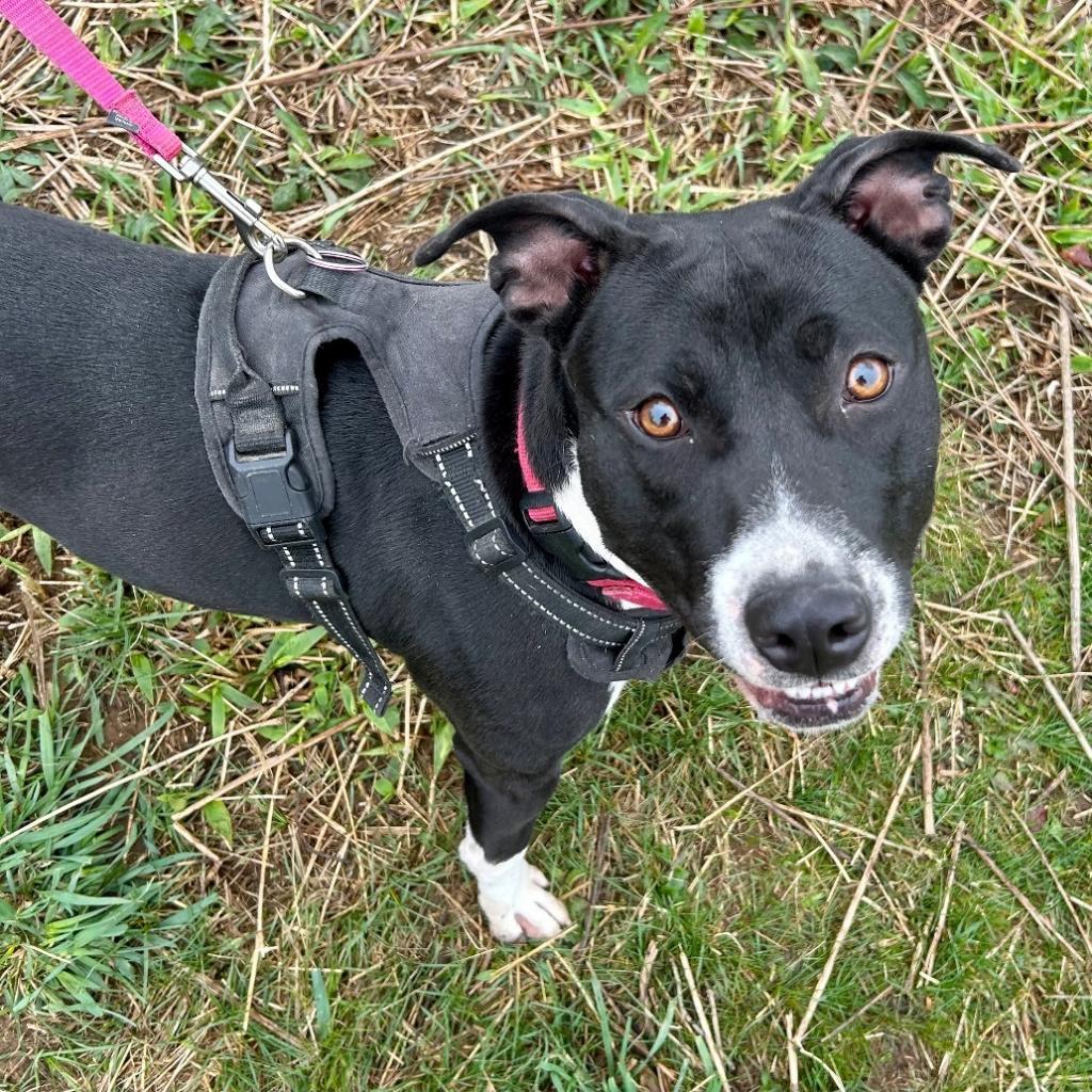 Spice, a Adoptable Pit Bull Terrier image 1/6