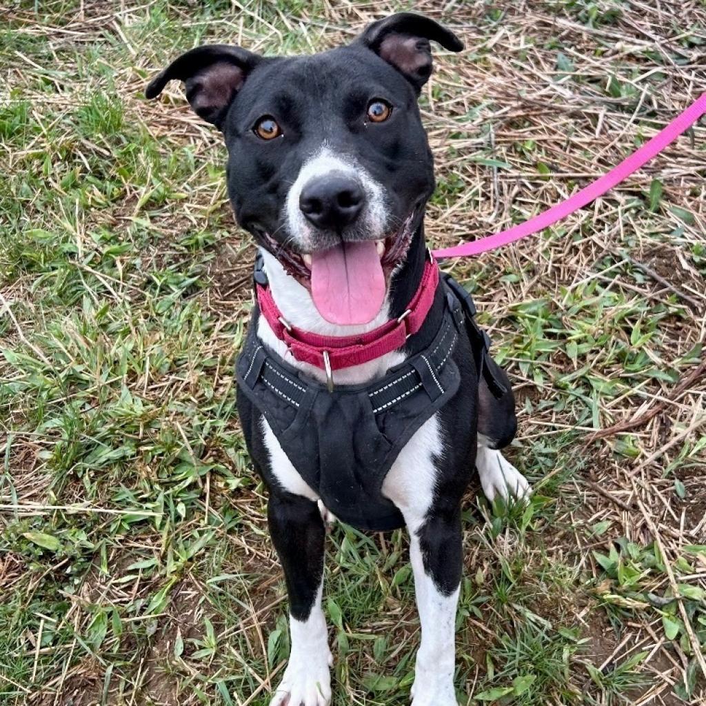 Spice, a Adoptable Pit Bull Terrier image 2/6