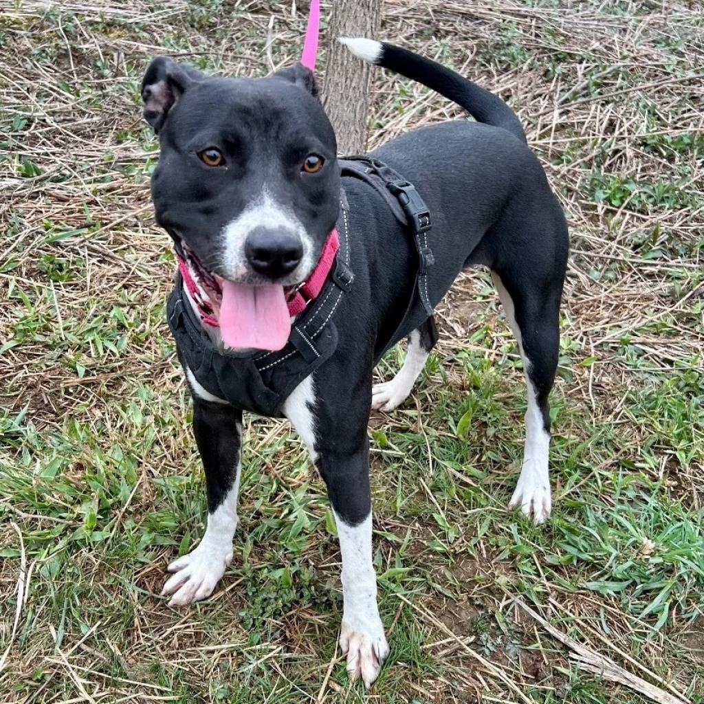 Spice, a Adoptable Pit Bull Terrier image 3/6