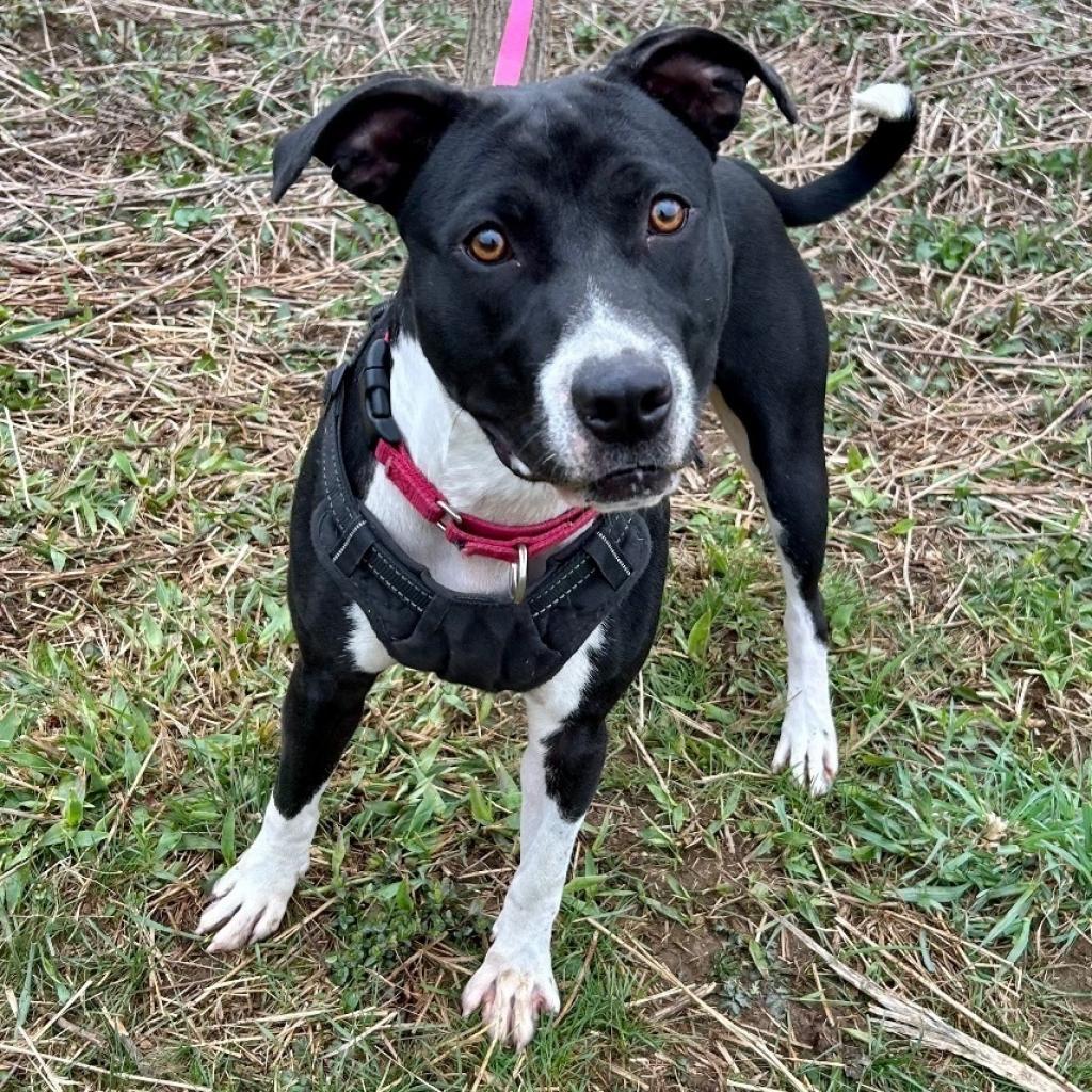 Spice, a Adoptable Pit Bull Terrier image 4/6