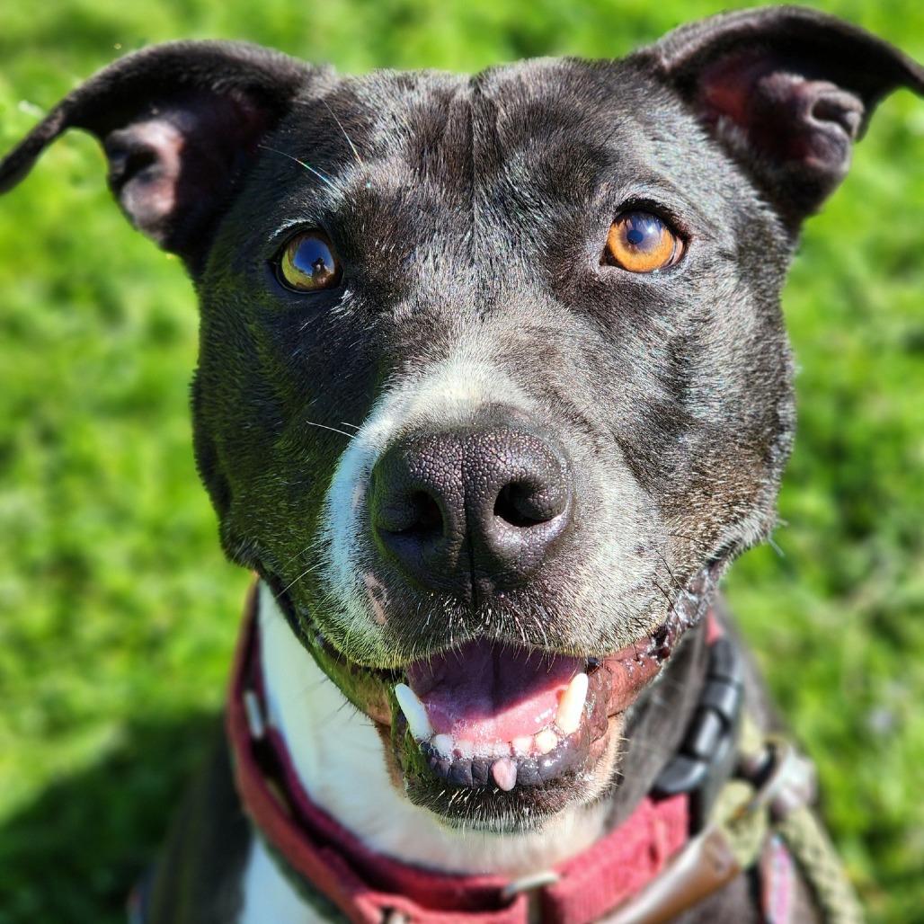 Spice, a Adoptable Pit Bull Terrier image 5/6