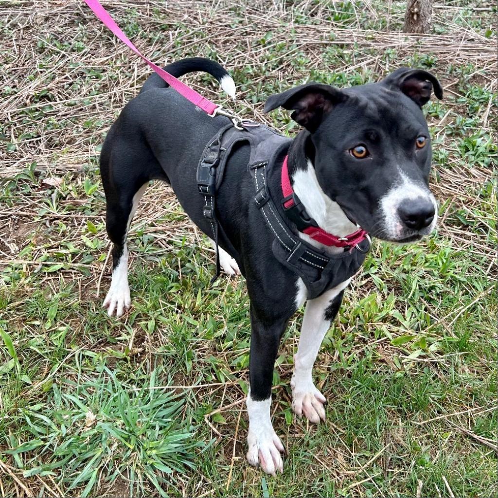 Spice, a Adoptable Pit Bull Terrier image 6/6