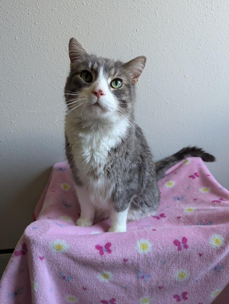 Enlarge Kohler, a Adoptable mixed breed in Barron, WI image 1/6