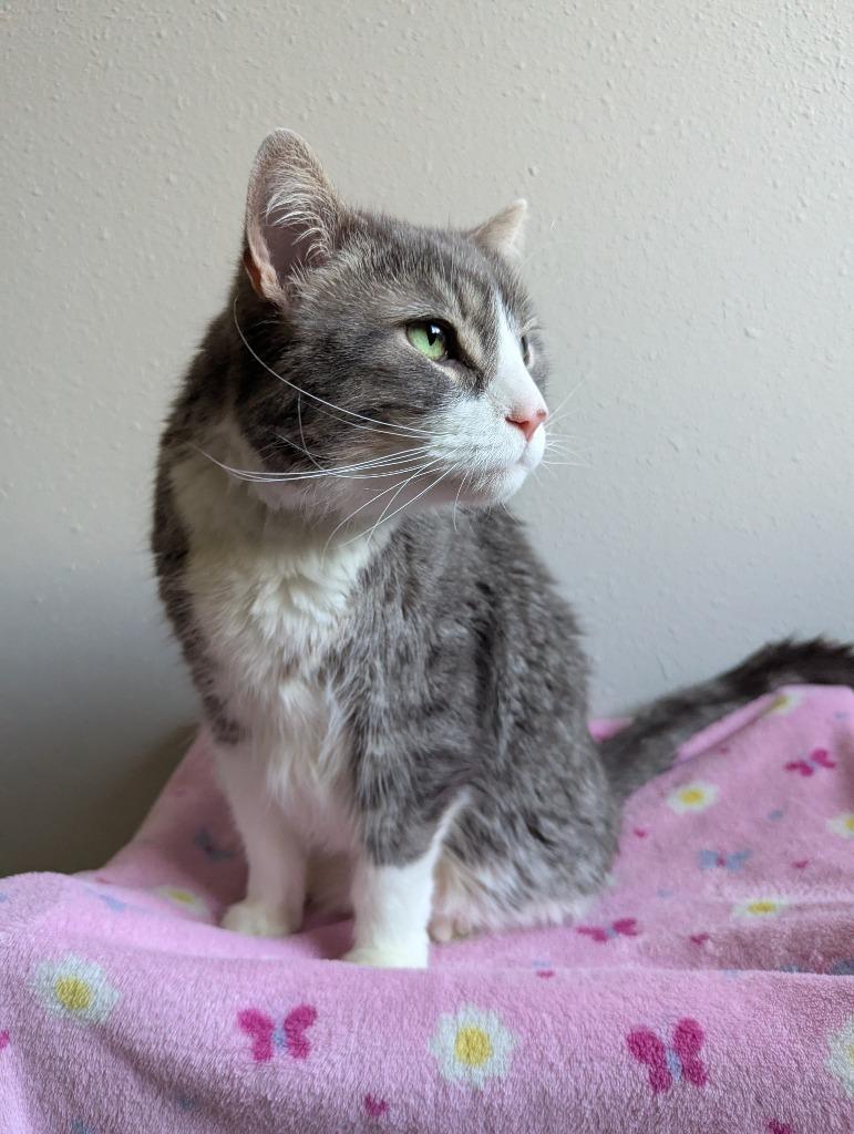 Enlarge Kohler, a Adoptable mixed breed in Barron, WI image 2/6