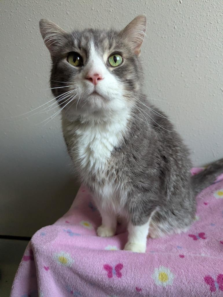 Enlarge Kohler, a Adoptable mixed breed in Barron, WI image 4/6