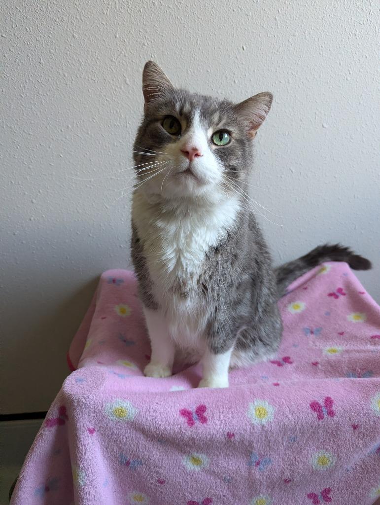 Enlarge Kohler, a Adoptable mixed breed in Barron, WI image 5/6