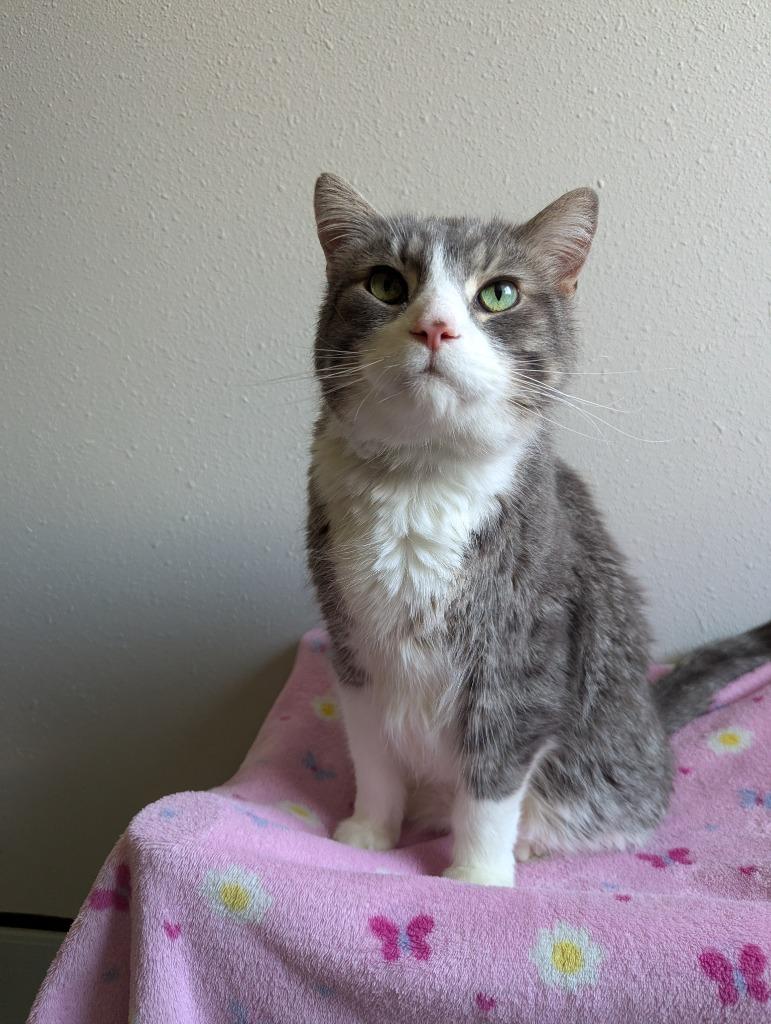 Enlarge Kohler, a Adoptable mixed breed in Barron, WI image 6/6