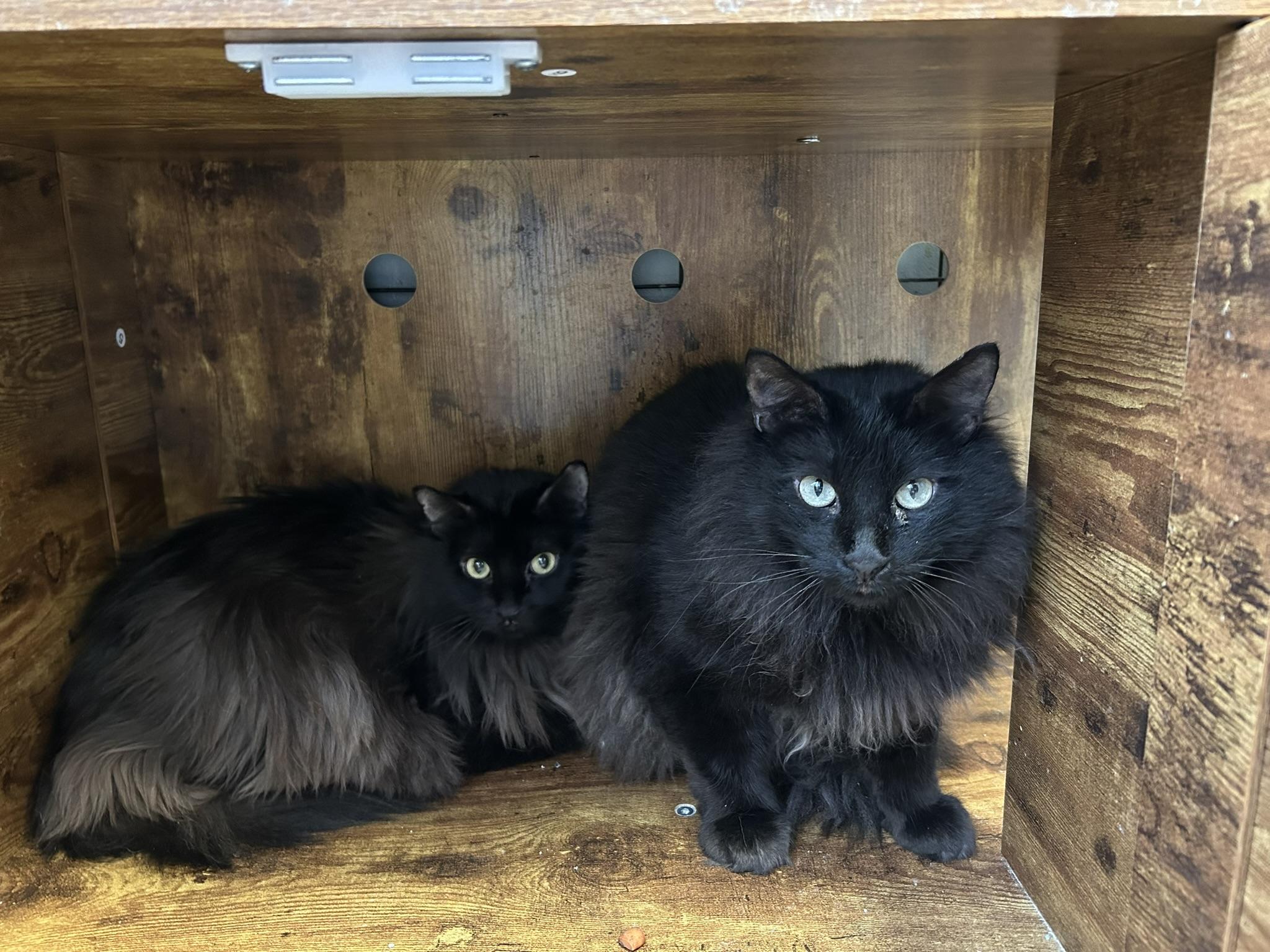 Enlarge Alfonso and Felipe, an adopted Domestic Long Hair in Sudbury, MA image 1/1