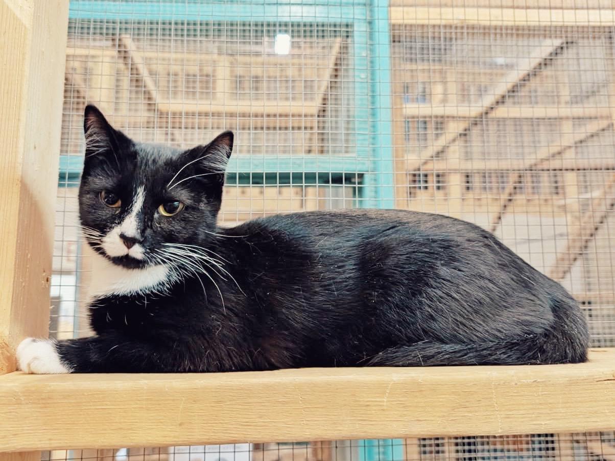 Enlarge Lucy, a Adoptable Domestic Short Hair in Peace River, AB image 1/1