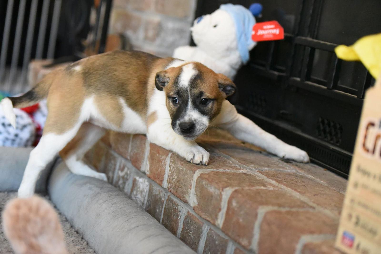 Isla, Adoptable, Puppy Female Pit Bull Terrier.