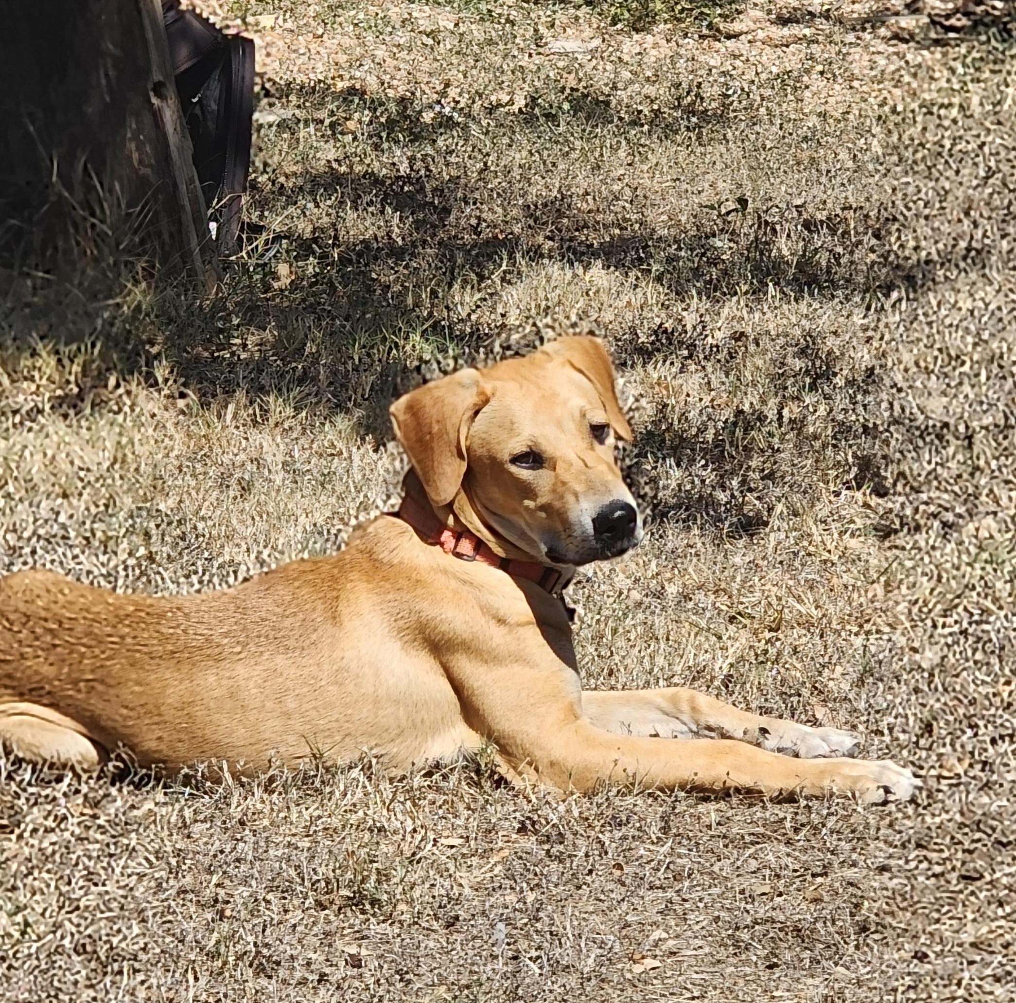 Enlarge Luke, a Adoptable mixed breed in Dripping Springs, TX image 1/6